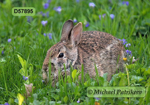 Eastern Cottontail (Sylvilagus floridanus)